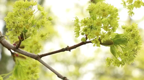 Maple flower moving in wind spring nature footage Stock Footage 50967612