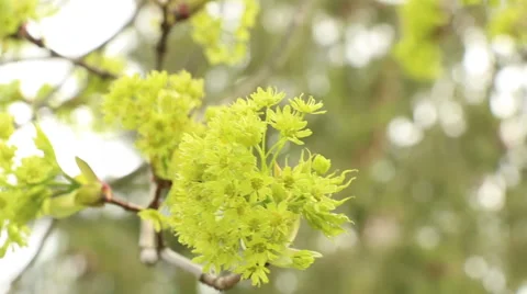 Maple flower moving in wind spring nature footage Video stock 50967692