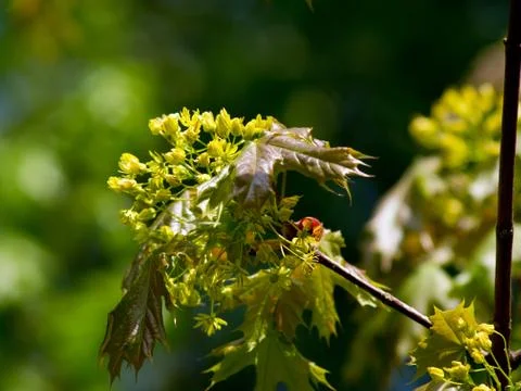 The maple flower. Stock Photos