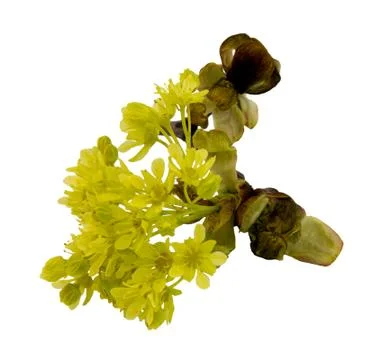 Maple flower in spring isolated on a white background Stock Photos