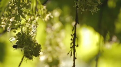 Maple flowers and leaves in the wind Stock Footage 7766751