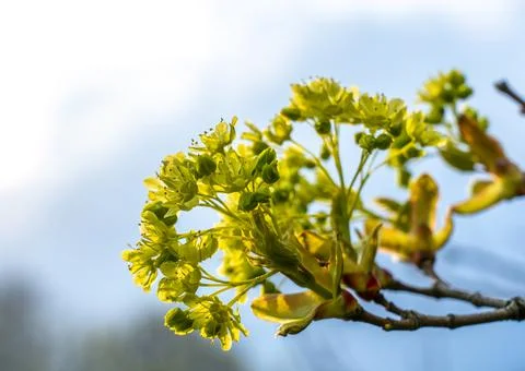 Maple flowers close-up during spring flowering Stock Photos