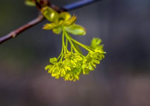 Maple flowers close-up during spring flowering Stock Photos
