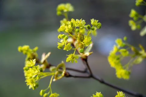 Maple flowers close-up during spring flowering Stock Photos