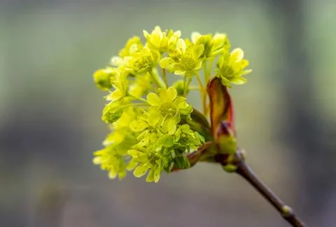 Maple flowers close-up during spring flowering Stock Photos