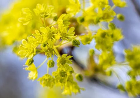 Maple flowers close-up during spring flowering Stock Photos