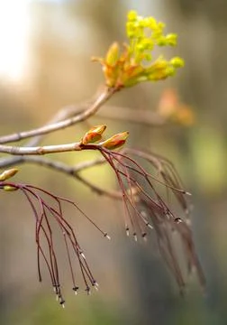 Maple flowers close up during spring flowering in the evening sun Stock Photos