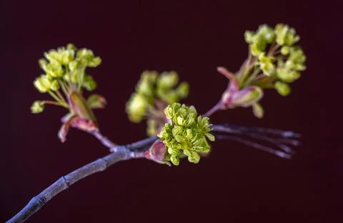 Maple flowers close-up during spring flowering Stock Photos