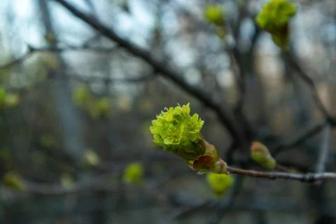 Maple flowers. Forest blooming maple. Close-up photo. 스톡 사진