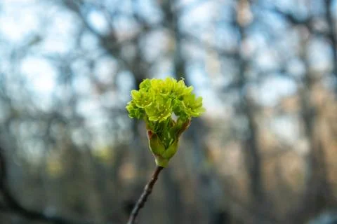 Maple flowers. Forest blooming maple. Close-up photo. Stock Photos