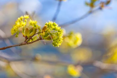 Maple flowers Stock Photos