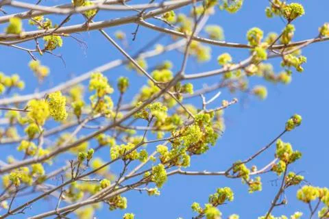 Maple flowers Stock Photos