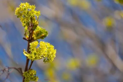 Maple flowers Stock Photos
