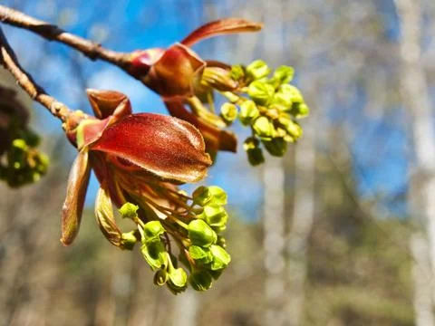 Maple Flowers Stock Photos