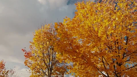 Maple fluttering in the wind Video stock 221178710