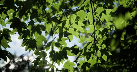 Maple foliage and sunlight Stock Footage 318090070