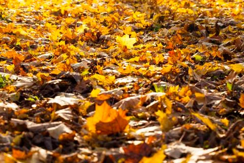 Maple foliage in autumn leaf fall Stock Photos