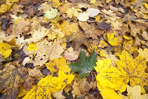 Maple foliage in autumn leaf fall Stock Photos