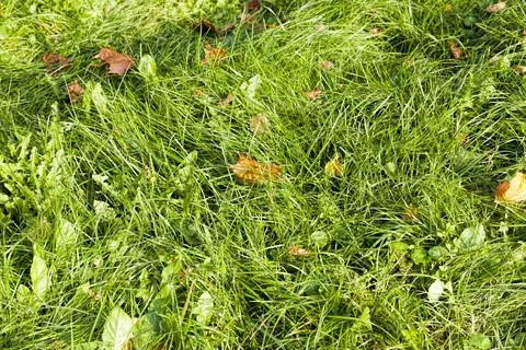 Maple foliage in autumn leaf fall Stock Photos