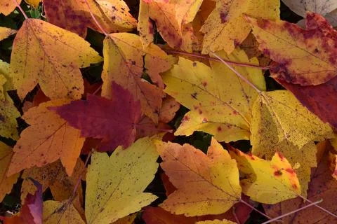 Maple foliage in autumn Stock Photos