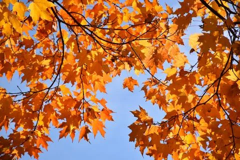 Maple foliage in the fall Stock Photos