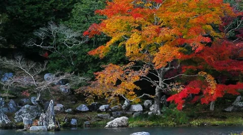 Maple foliage 스톡 동영상 8607133