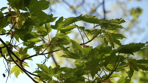Maple foliage Video stock 192227802