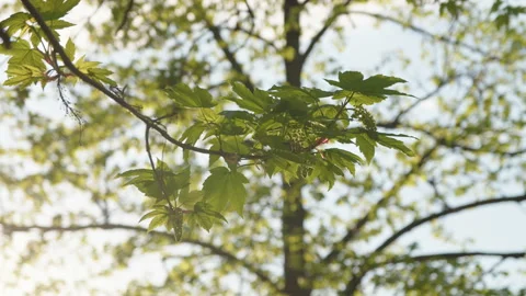 Maple foliage Stock Footage
