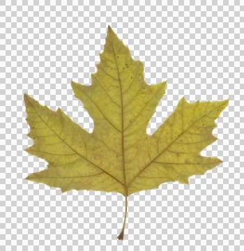 Maple foliage, single flat leaf, outline. Autumn leaf. A maple leaf in autu.. Foto stock