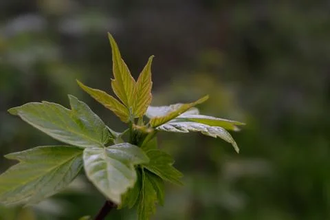 Maple foliage in spring Stock Photos