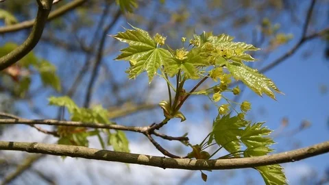 Maple Stock Footage 74337345