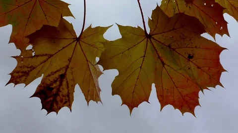 Maple Stock Footage 82770838