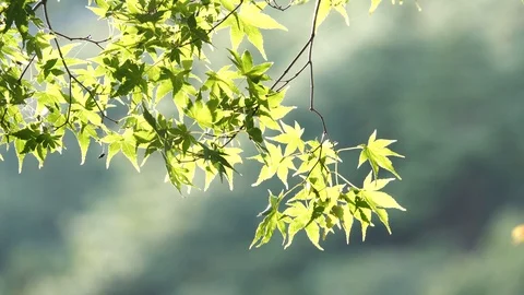 Maple Видео 92190741