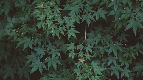 Maple Stock Footage 92190763