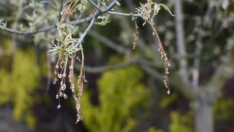 Maple 스톡 동영상 107036392