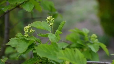 Maple 스톡 동영상 107036421