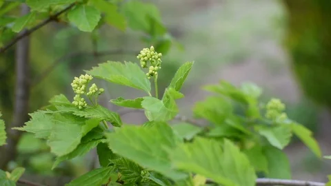 Maple Stock Footage 107036422