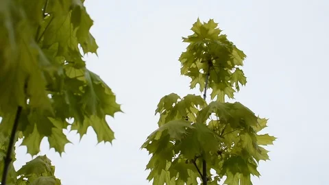 Maple Video stock 107256484