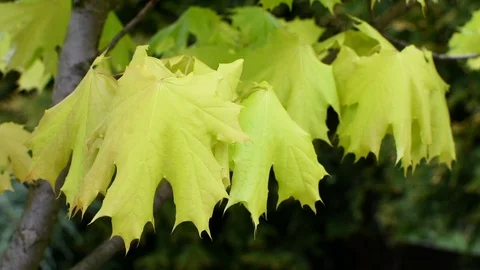 Maple Video stock 107256495