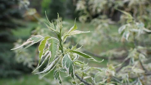 Maple Video stock 107256621