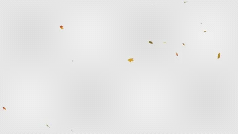 Maple Stock Footage 153839931