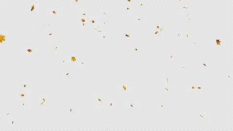 Maple Stock Footage 153842631