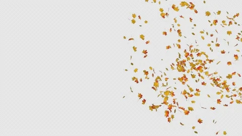 Maple 스톡 동영상 155723573