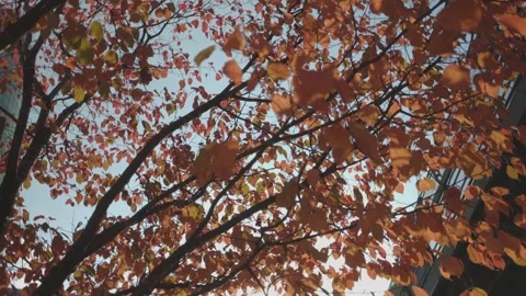 Maple Video stock 164033089