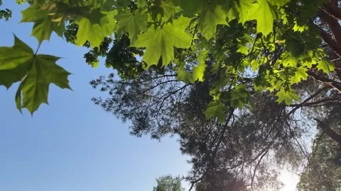 Maple Stock Footage 277275560