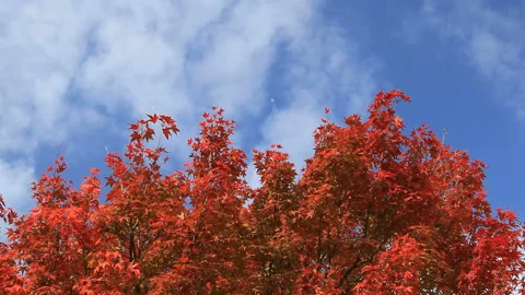 Maple Stock Footage 324955999