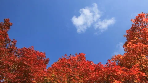 Maple 스톡 동영상 324956157