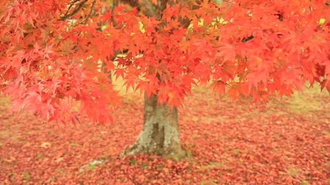 Maple Stock-Footage 324956580