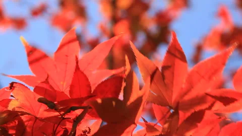 Maple Stock Footage 324956760