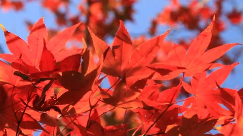 Maple Stock-Footage 324956769